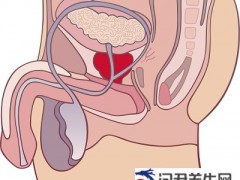 男性前列腺疾病是什么器官?